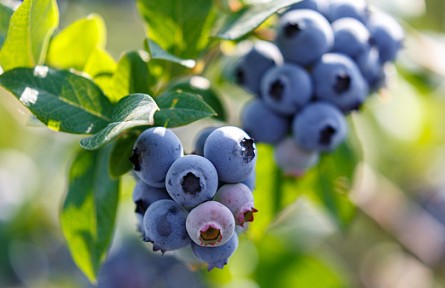 多吃藍(lán)莓，能讓人變白？