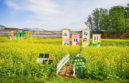 解鎖金色花海背后的“農(nóng)業(yè)密碼”！海淀以科技賦能“智慧田園”