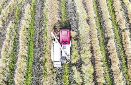 湖北荊門：“菜籽油之鄉(xiāng)”80萬畝油菜顆粒歸倉
