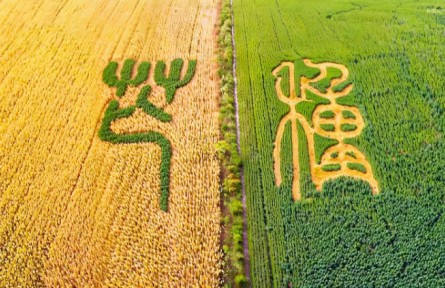 芒種：左手收麥浪，右手種希望