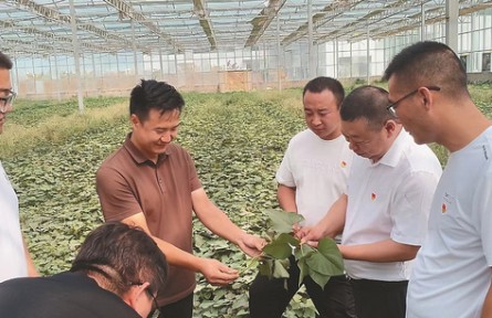 選調(diào)生何騰：做一根“紅薯藤”，去聽土地的心跳