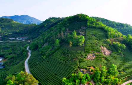 安徽桐城：強(qiáng)化地理標(biāo)志保護(hù) 推動“桐城小花”香飄全國