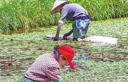 湖北利川：生態(tài)修復(fù)讓莼菜重獲生機