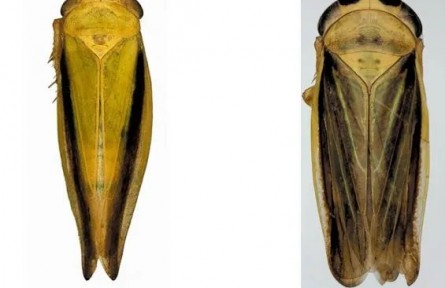 黃土高原生態(tài)寶庫煥新！寧夏云霧山“生命檔案”喜添52個新物種