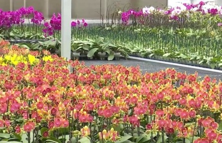 云南：借力南博會(huì) 云花覓新機(jī)