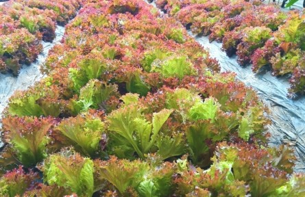 黑龍江佳木斯：綠色通道達境外 輸送三江“一口鮮”