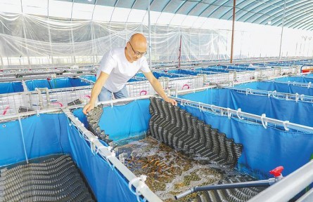 湖北仙桃：工廠化養(yǎng)殖重塑黃鱔產業(yè)格局