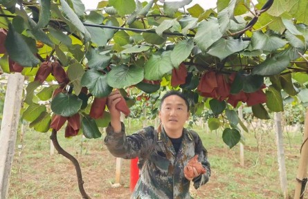 安文忠：十年青春澆灌“致富果”