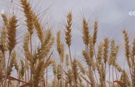 糧滿倉(cāng)、果飄香 希望的田野“智”繪三夏好“豐”光