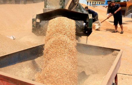 從田間到餐桌，夏糧收儲(chǔ)加工一線(xiàn)追蹤