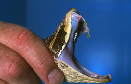 科技名詞|抗蛇毒血清