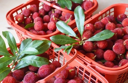 前方高甜！共赴八閩“梅”好時光