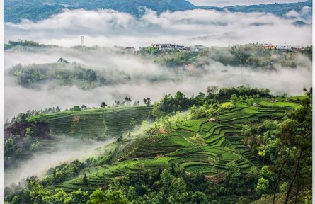 茶香起處：福建的山、海與人間