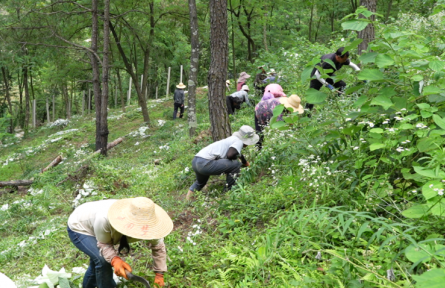 湖北保康：林下經(jīng)濟(jì)產(chǎn)值突破9億元