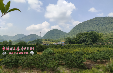 湖北陽(yáng)新坳上村：“紅綠金橙”模式續(xù)寫全國(guó)文明村振興答卷