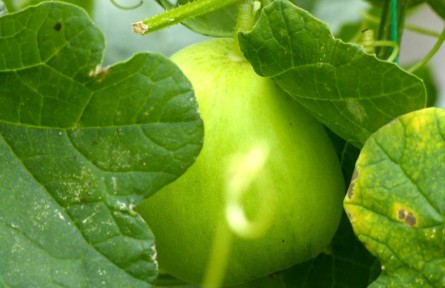 湖北江陵：“甜蜜經(jīng)濟(jì)”激活“致富密碼”