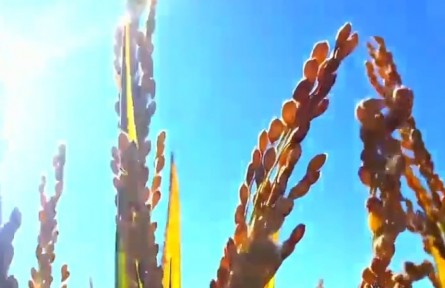 黑龍江：大國(guó)糧倉(cāng)的百億跨越