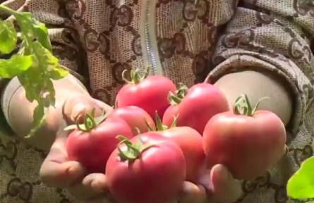 黑龍江：盛夏瓜果香 特色增收忙