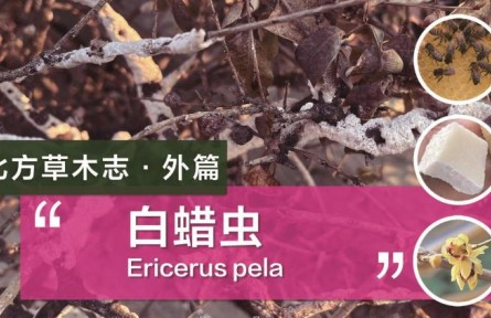 除了蜜蜂，這種蟲子的分泌物也可以制作蠟燭！