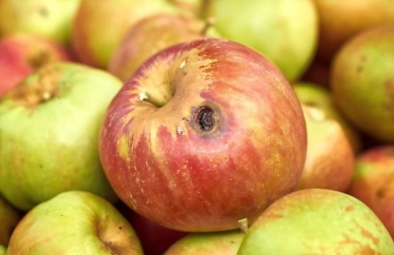 辟謠|食物發(fā)霉了，去掉壞的部分還能吃嗎？