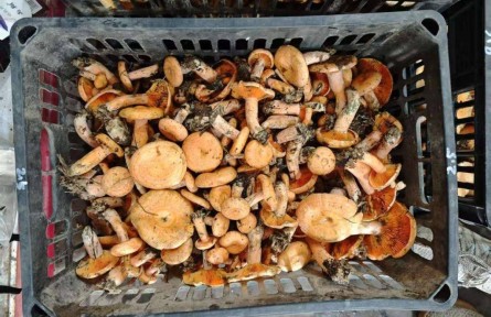 湖北當陽廟前鎮(zhèn)：10萬畝濕地松撐起“致富傘” 野生松菌鮮銷全國