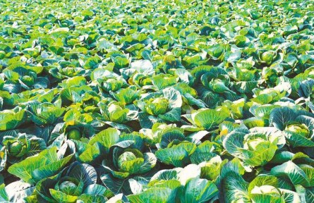 湖北嘉魚潘家灣鎮(zhèn)：一顆甘藍托舉10億元富民產業(yè)