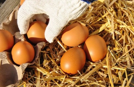 辟謠|雞蛋儲存前，到底要清洗嗎？