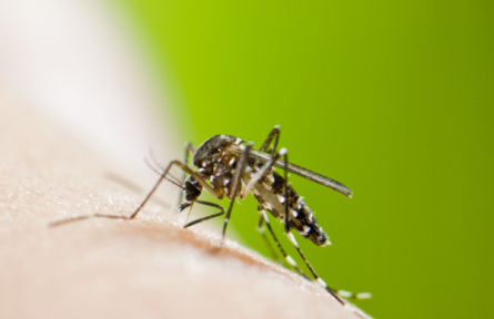 這些有關基孔肯雅熱的傳言不可信！