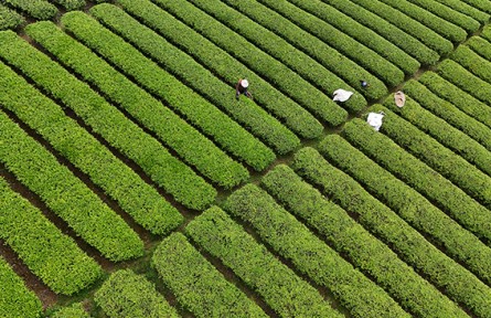 湖北宣恩椒園鎮(zhèn)：“金果”“銀茶”富山鄉(xiāng)