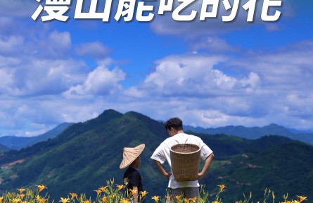 豐收的季節(jié)，那一年種下的黃花菜盛開了