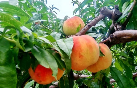 縣融記者：金秋時節(jié)好“豐”景