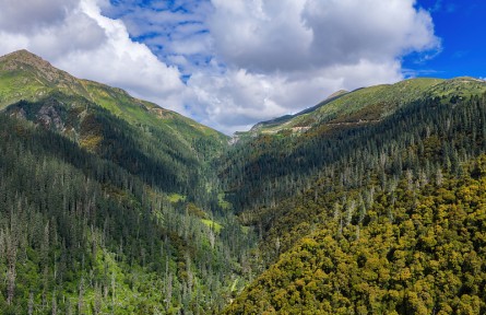 科技名詞|森林線 forest line，forest limit