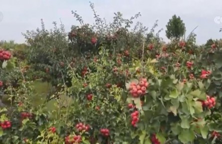 山楂紅、蘋果甜、紫菜鮮 看金秋中國豐收圖景
