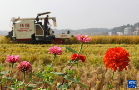 全國(guó)秋糧主產(chǎn)區(qū)收獲已超八成半
