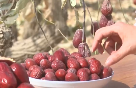 新疆和田地區(qū):沙地甜果“撬動”大市場 特色產(chǎn)業(yè)富了百姓、美了鄉(xiāng)村