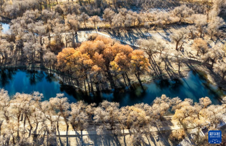 內蒙古額濟納：晚秋胡楊美