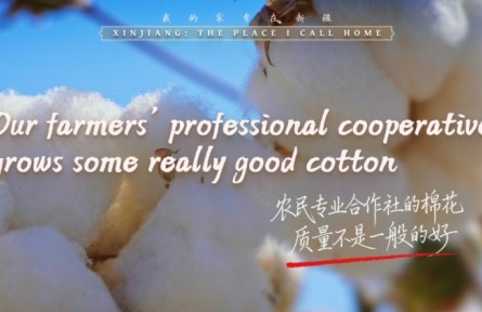 我的家鄉(xiāng)在新疆｜農(nóng)民專(zhuān)業(yè)合作社的棉花，質(zhì)量不是一般的好
