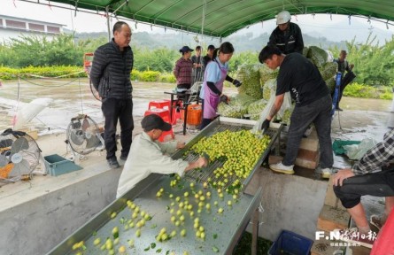 福建永泰:創(chuàng)新利益聯(lián)結(jié)機制 走出特色鄉(xiāng)村振興共富路