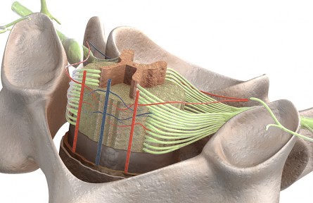 科技名詞|背根神經(jīng)節(jié) dorsal root ganglia