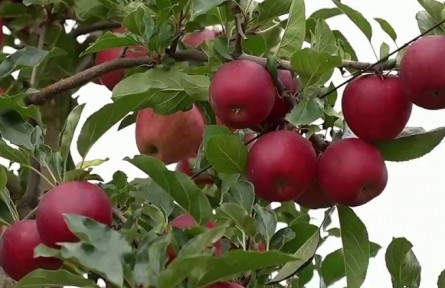 貴州：貴品精賣 讓“貴”字號農(nóng)產(chǎn)品風行天下