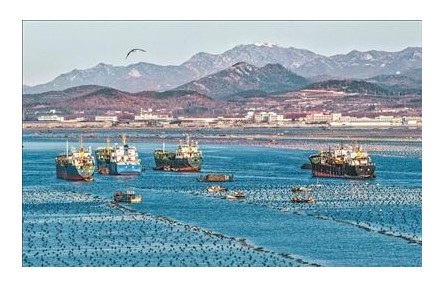 山東榮成：鮑魚(yú)南下轉(zhuǎn)場(chǎng)進(jìn)行時(shí)