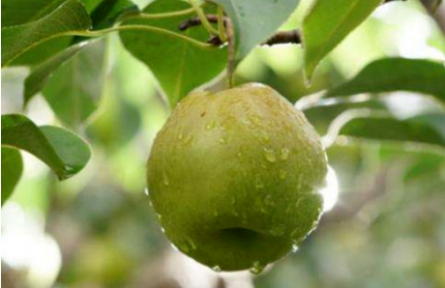 家鄉(xiāng)特優(yōu)農產品大學生推薦官 | 品牌手記?：隰縣玉露香梨的梨果視覺審視與建議