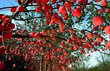 家鄉(xiāng)特優(yōu)農(nóng)產(chǎn)品大學(xué)生推薦官 | 品牌手記?：寧脆蘋果：來自黃土高原的甜蜜饋贈