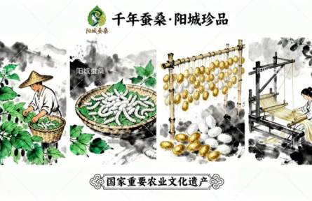 家鄉(xiāng)特優(yōu)農(nóng)產(chǎn)品大學(xué)生推薦官 | 品牌設(shè)計類 第⑤期:陽城:絲語千年的文化品牌換新