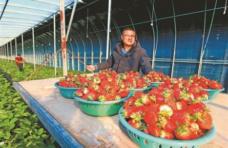 江蘇徐州：草莓紅了，日子火了，“甜蜜產(chǎn)業(yè)”賦能鄉(xiāng)村振興