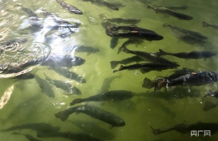 一尾三文魚見證中國漁業(yè)從近岸躍向深藍