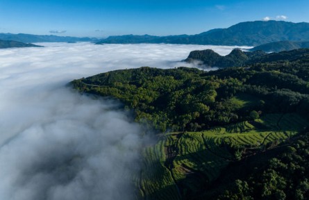 一杯臨滄茶，品出獨(dú)特回甘