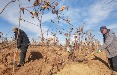 萬畝葡萄“掛枝越冬”！中國釀酒葡萄黃金產(chǎn)區(qū)創(chuàng)新種植方式