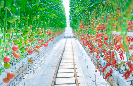 辟謠|反季蔬菜沒營養(yǎng)不安全嗎？