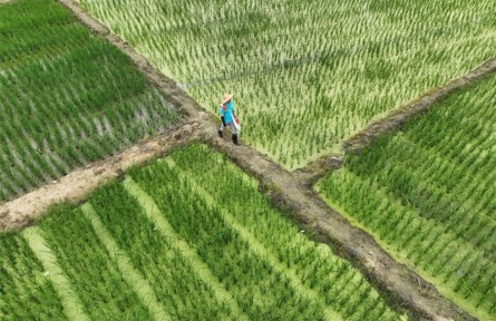 “良法”育“良品” 科技讓海南熱帶農(nóng)業(yè)跑出“加速度”